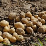Materiales de construcción con piel de patata y cáscaras de arroz y cacahuete patatas