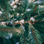 árbol navidad