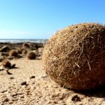 Posidonia_oceanica_spheroid