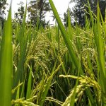 arroz-en-viviendas