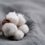 Cotton flower