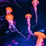 Medusas: ¿la oportunidad energética del futuro?