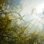 El biocemento y otros usos de las algas como material de construcción